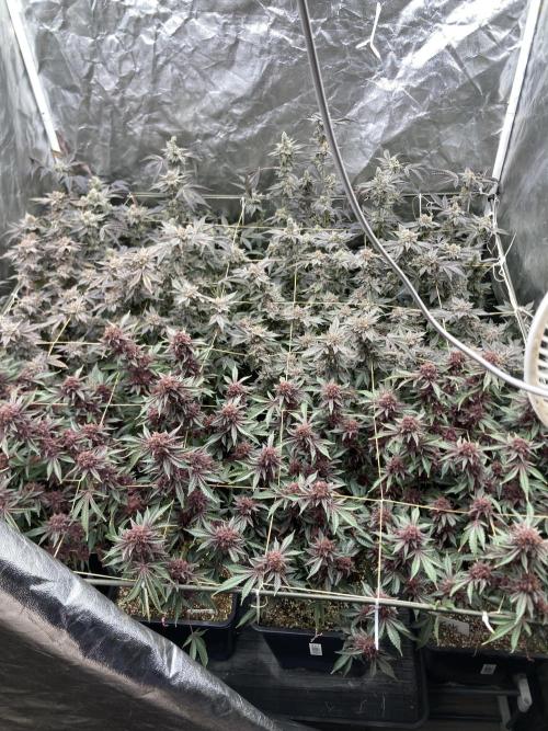 Gas Cream Runtz. Week 12