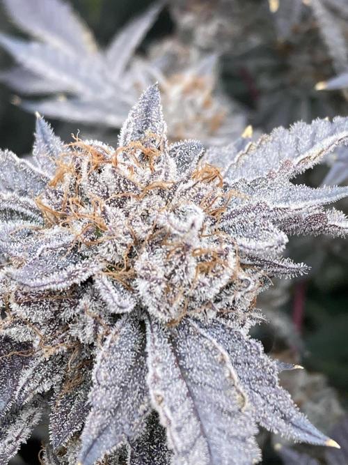 CN#2 Clones (Relentless Genetics). Week 12