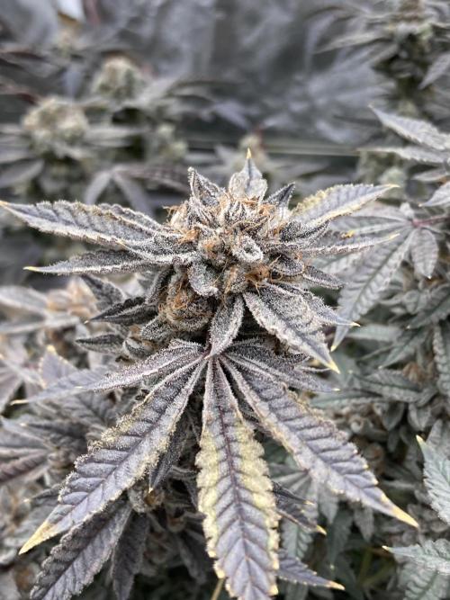 CN#2 Clones (Relentless Genetics). Week 12