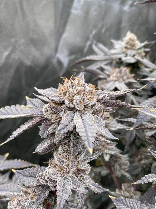 CN#2 Clones (Relentless Genetics). Week 12