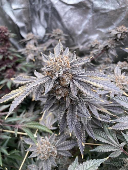 CN#2 Clones (Relentless Genetics). Week 12
