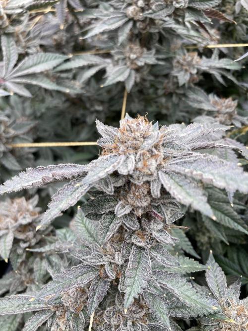 CN#2 Clones (Relentless Genetics). Week 12