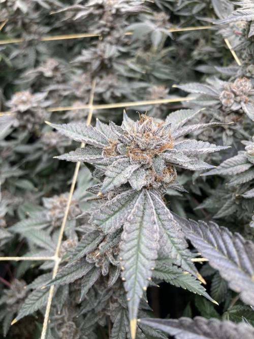 CN#2 Clones (Relentless Genetics). Week 12