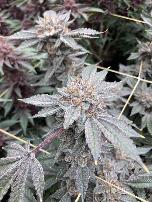 CN#2 Clones (Relentless Genetics). Week 12