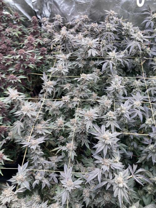 CN#2 Clones (Relentless Genetics). Week 12