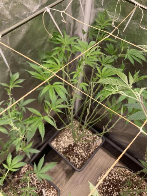 Pineapple Mojito S1. Week 11