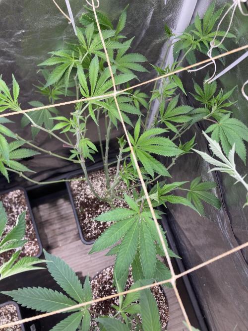 Pineapple Mojito S1. Week 11