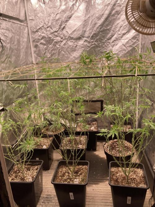 Pineapple Mojito S1. Week 11