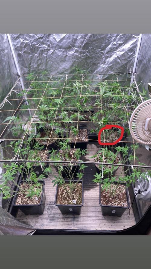 Pineapple Mojito. Week 11