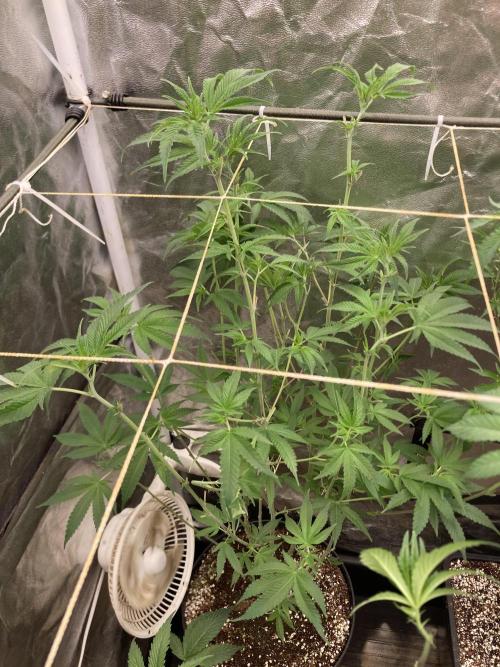 GasQuake (In House Genetics). Week 15