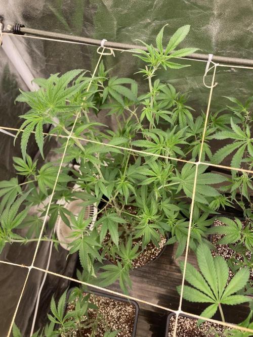 GasQuake (In House Genetics). Week 15