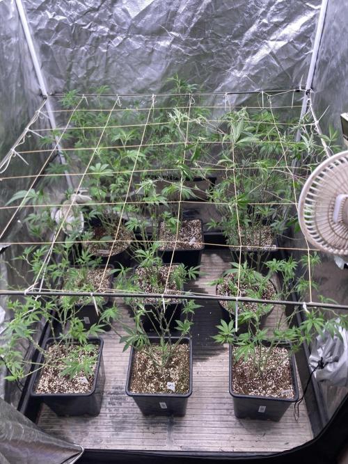 GasQuake (In House Genetics). Week 15