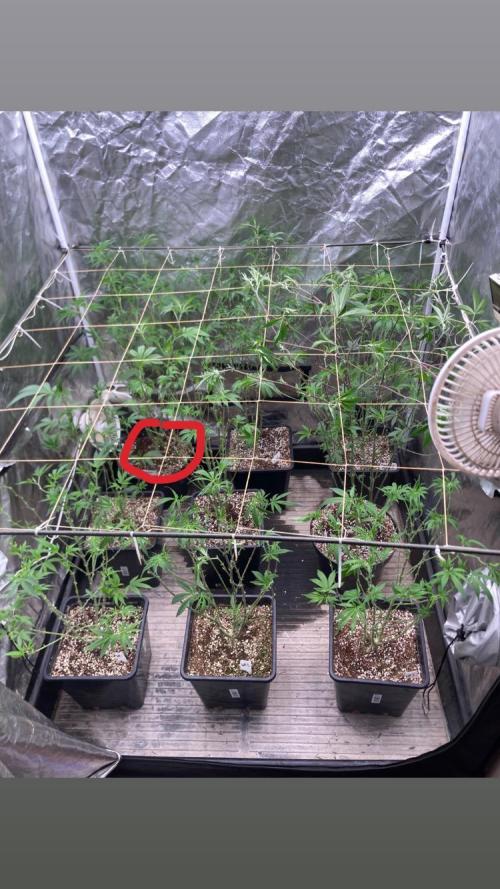 Gasquake. Week 15