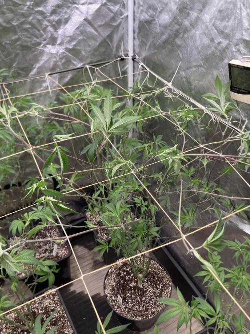 Windu (Wizard Trees). Week 15