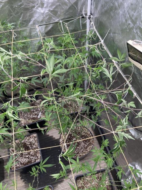 Windu (Wizard Trees). Week 15