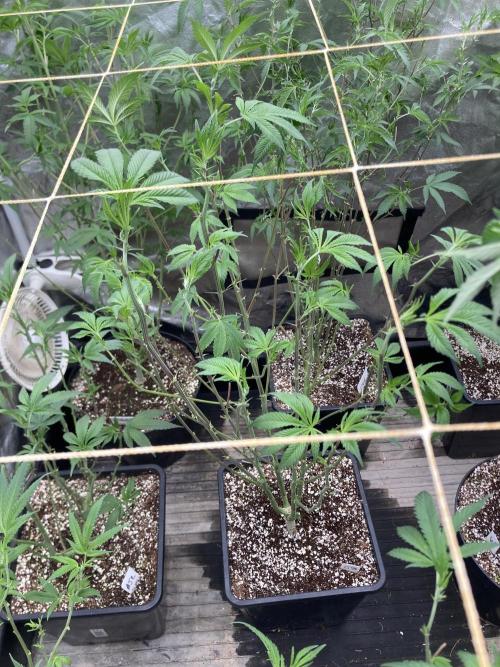 Jelly Breath S1 (In House Genetics). Week 15