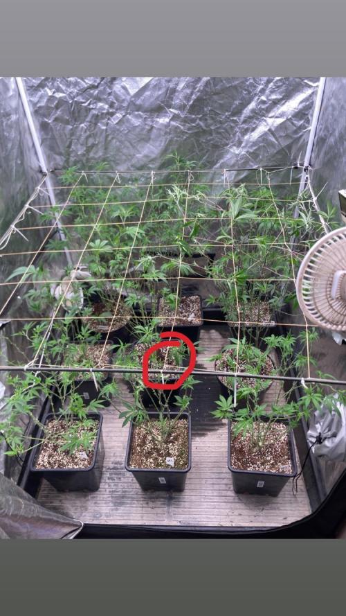 Jelly Breath S1. Week 15