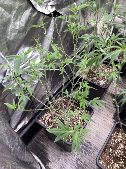 White Rhino (Green House Seeds). Week 15