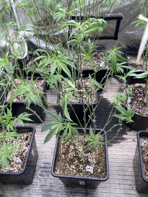 White Rhino (Green House Seeds). Week 15