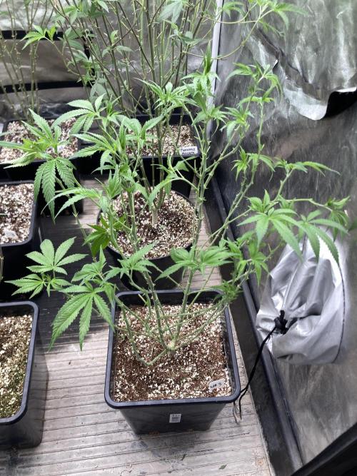 White Rhino (Green House Seeds). Week 15