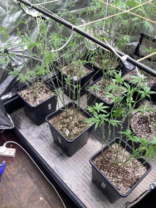White Rhino (Green House Seeds). Week 15