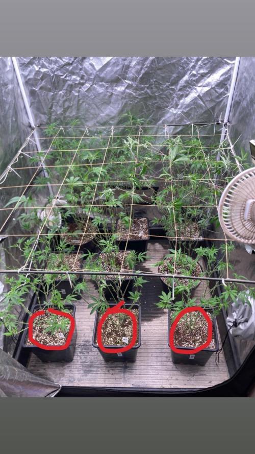 White Rhino. Week 15