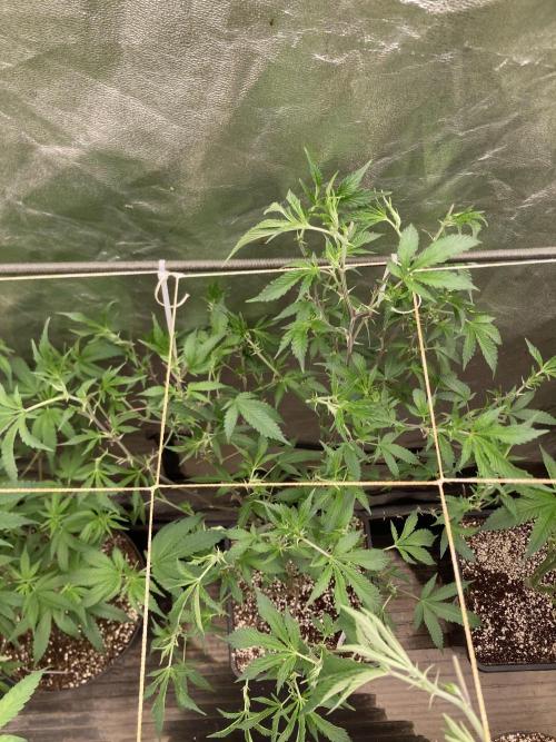 Pora’s Purple CN#6 (Relentless Genetics). Week 1