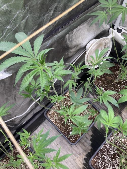 Atomic Jelly#2 (In House Genetics). Week 1
