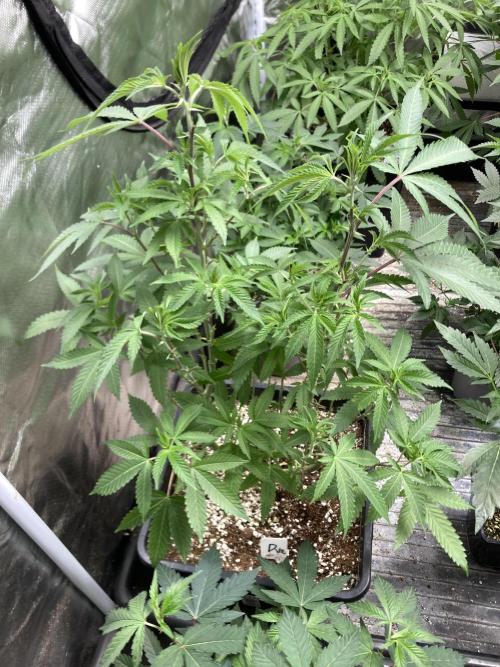 Do-lato V2 (In House Genetics). Week 15