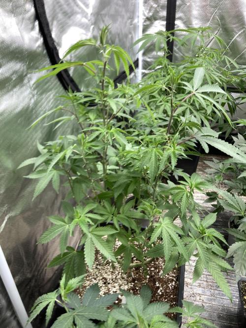 Do-lato V2 (In House Genetics). Week 15