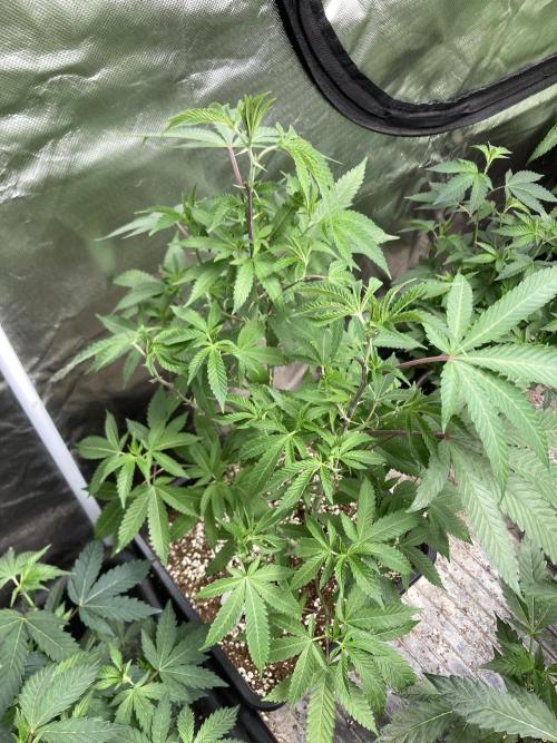 Do-lato V2 (In House Genetics). Week 15