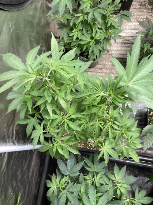 Do-lato V2 (In House Genetics). Week 15