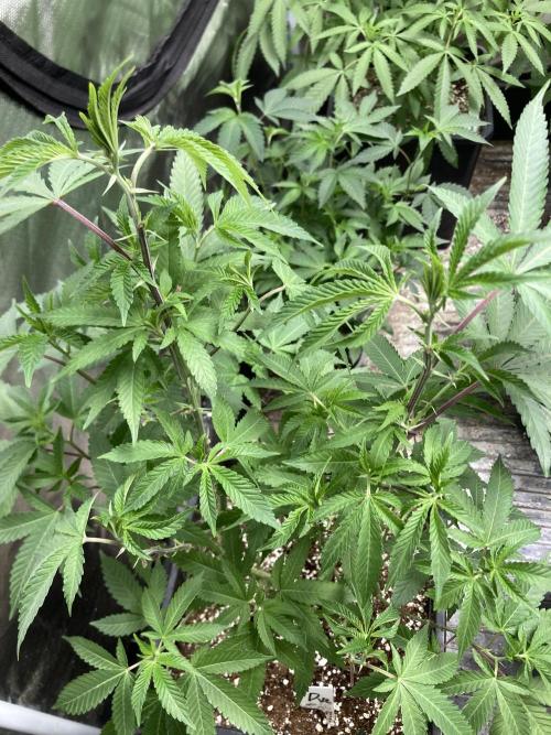 TSW2000 Full Spectrum 300W LED. Week 15