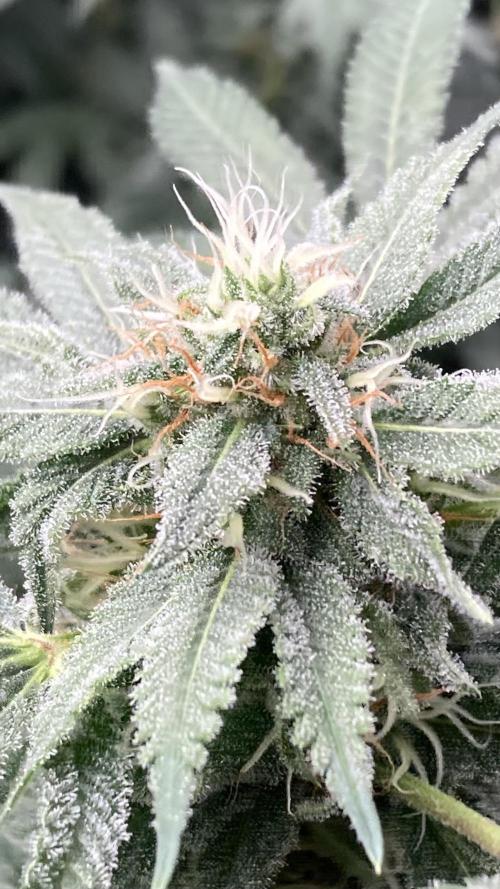 Strawberry Ak (Serious Seeds). Week 15