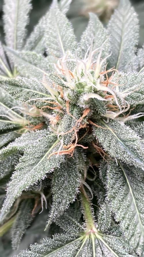Strawberry Ak (Serious Seeds). Week 15