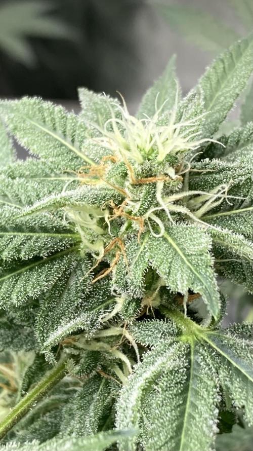 Strawberry Ak (Serious Seeds). Week 15