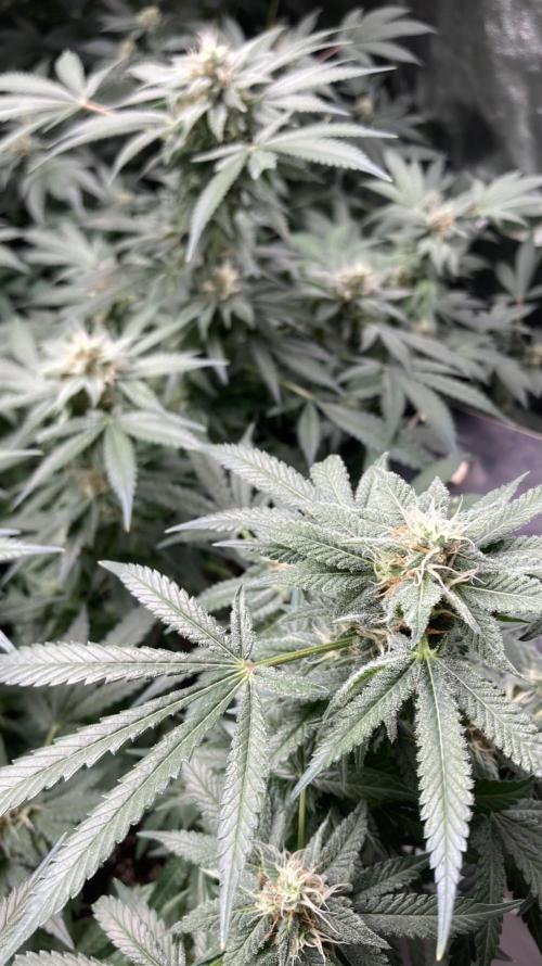 Strawberry Ak (Serious Seeds). Week 15