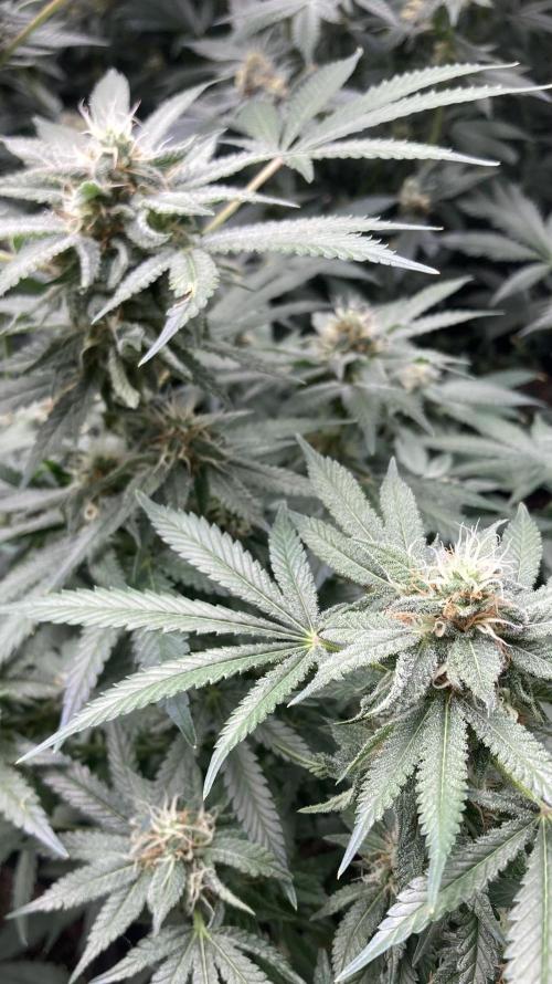 Strawberry Ak (Serious Seeds). Week 15