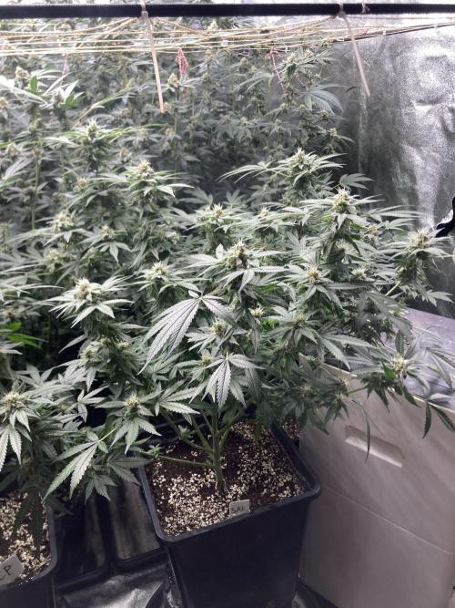 Strawberry Ak (Serious Seeds). Week 15