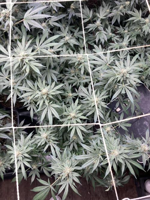 Strawberry Ak (Serious Seeds). Week 15