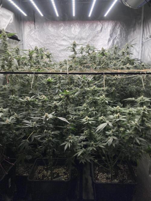Strawberry Ak (Serious Seeds). Week 15