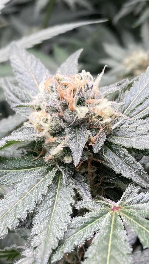 BlackCherry Punch (In House Genetics). Week 15
