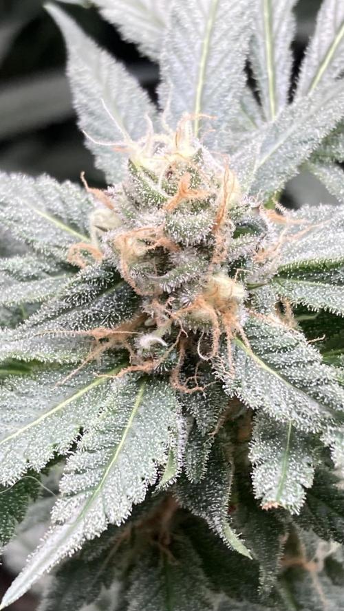 BlackCherry Punch (In House Genetics). Week 15