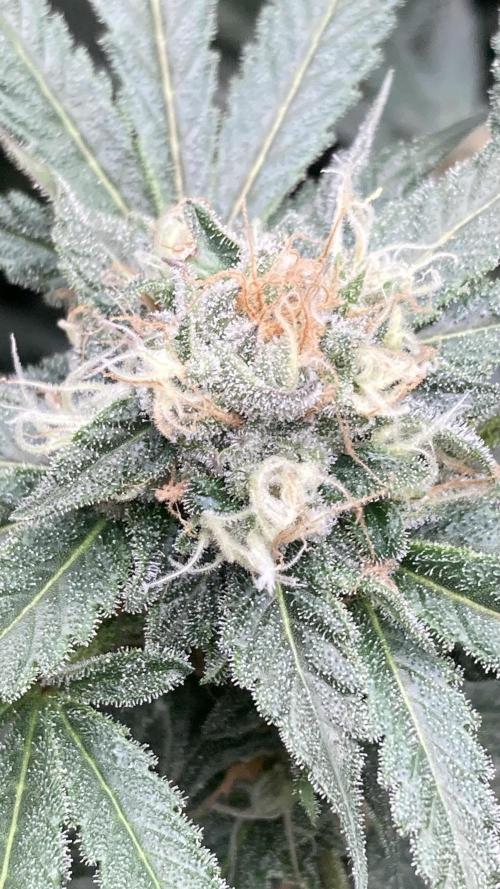 BlackCherry Punch (In House Genetics). Week 15