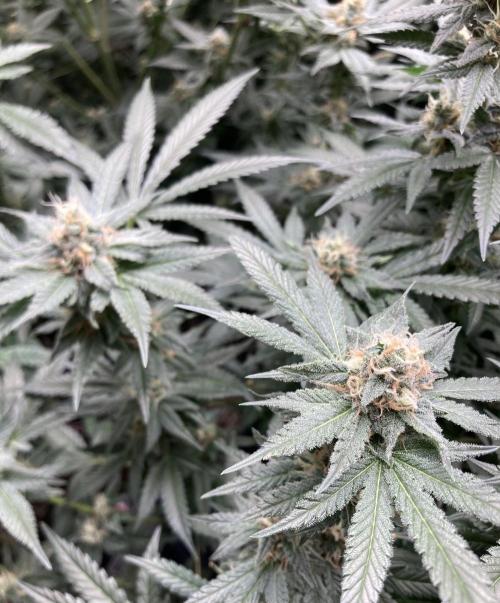 BlackCherry Punch (In House Genetics). Week 15