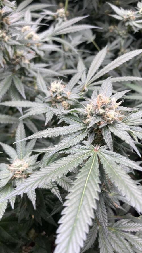 BlackCherry Punch (In House Genetics). Week 15