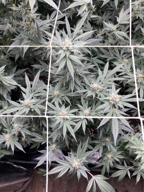 BlackCherry Punch (In House Genetics). Week 15