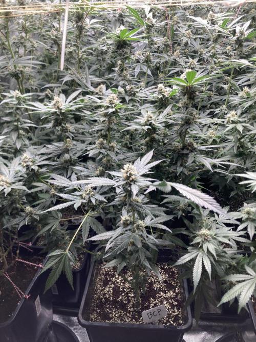 BlackCherry Punch (In House Genetics). Week 15
