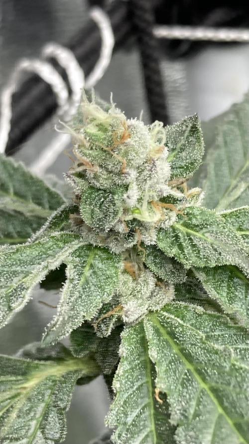 Chrome Dome Clone (Compound Genetics). Week 7