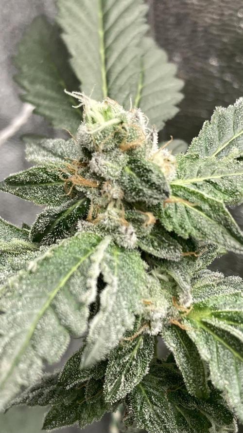 Chrome Dome Clone (Compound Genetics). Week 7